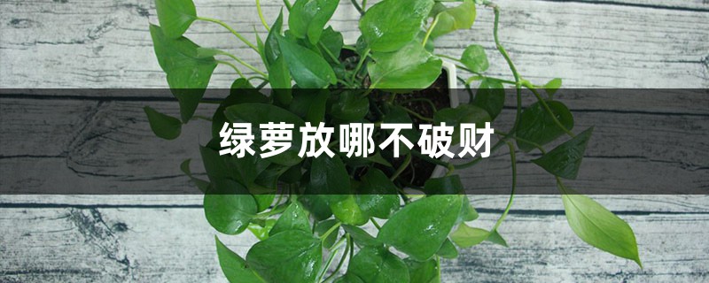 绿萝放哪不破财 绿萝放哪不破财