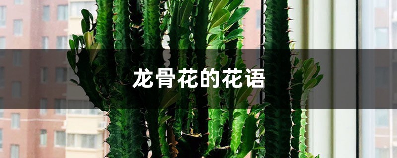 龙骨花的花语和寓意 龙骨花的花语和寓意