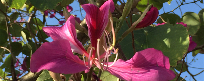 香港的市花是什么花啊 香港的市花是什么花啊