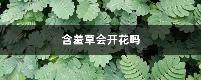 含羞草会开花吗 含羞草会开花吗
