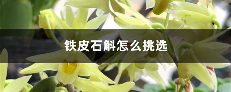 铁皮石斛怎么挑选 铁皮石斛怎么挑选