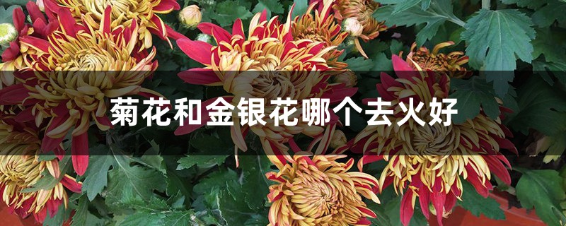金银花能去火吗 金银花能去火吗