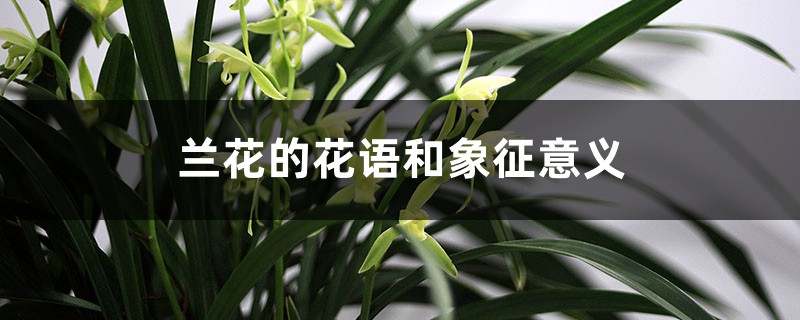 兰花的花语和象征意义 兰花的花语和象征意义