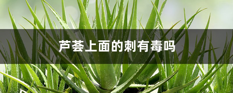 芦荟上面的刺有毒吗 芦荟上面的刺有毒吗