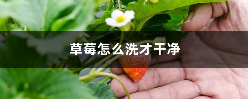 草莓怎么洗才干净 草莓怎么洗才干净