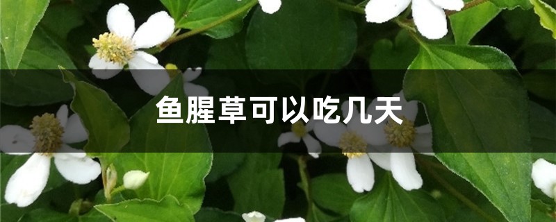 鱼腥草可以吃几天 鱼腥草可以吃几天