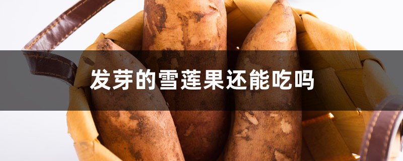 发芽的雪莲果还能吃吗 发芽的雪莲果还能吃吗