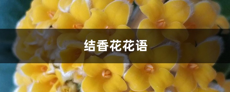结香花的花语是什么 结香花的花语是什么