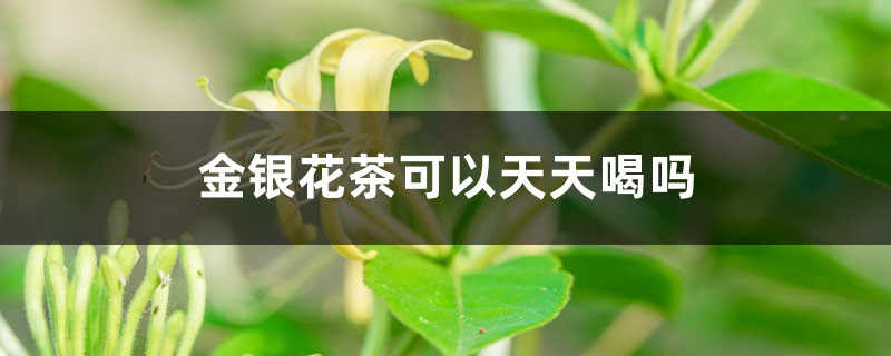 金银花茶怎么泡 金银花茶怎么泡