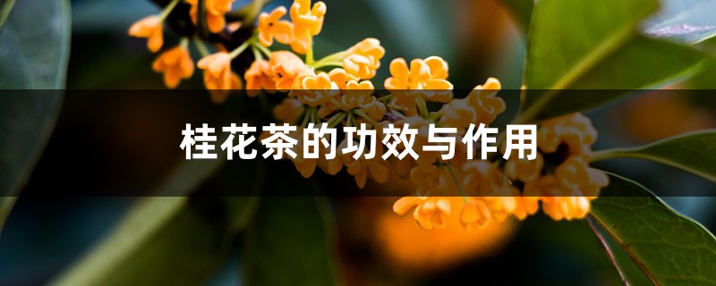 桂花茶的功效与作用 桂花茶的功效与作用
