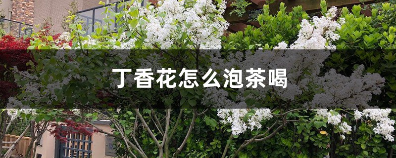 丁香花怎么泡茶喝 丁香花怎么泡茶喝