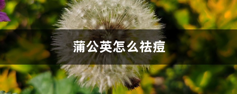 蒲公英可以祛痘吗 蒲公英可以祛痘吗