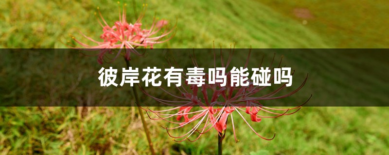 彼岸花有毒吗能碰吗 彼岸花有毒吗能碰吗