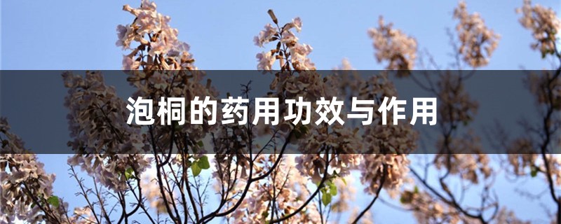 泡桐的药用功效与作用 泡桐的药用功效与作用