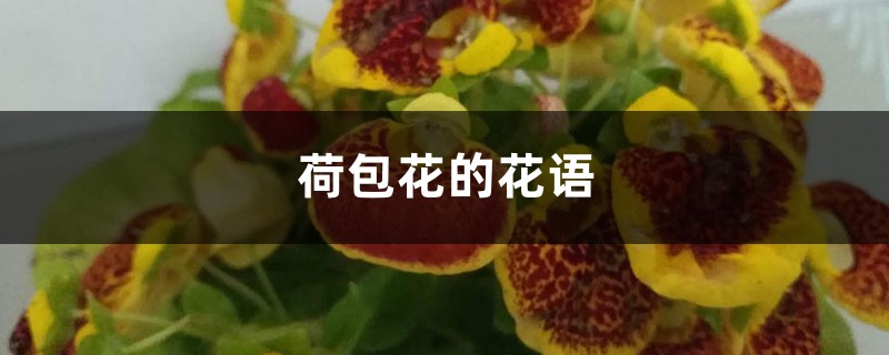 荷包花的花语和寓意 荷包花的花语和寓意