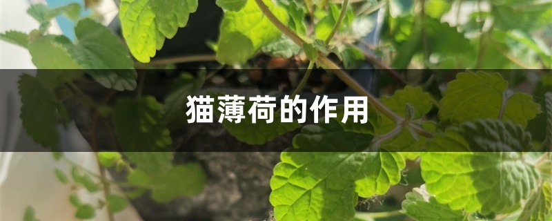 猫薄荷的作用 猫薄荷的作用