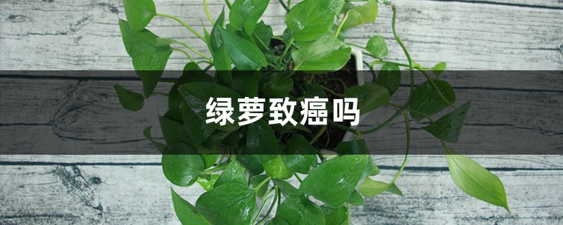 绿萝致癌吗 绿萝致癌吗