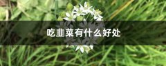 吃韭菜有什么好处