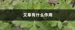 艾草有什么作用