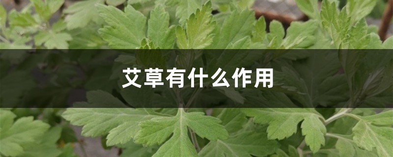 艾草有什么作用，艾草能减肥吗