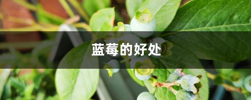 吃蓝莓有什么好处 吃蓝莓有什么好处