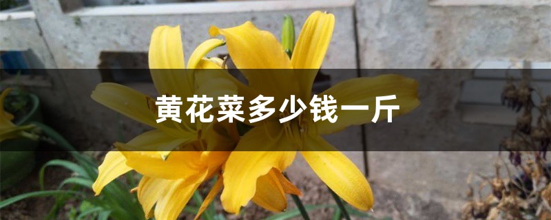 黄花菜多少钱一斤 黄花菜多少钱一斤
