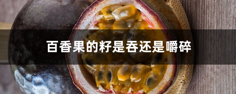 百香果的籽是吞还是嚼碎 百香果的籽是吞还是嚼碎