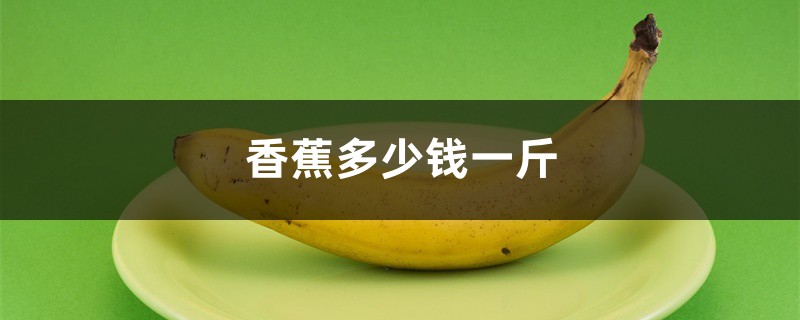 香蕉多少钱一斤 香蕉多少钱一斤