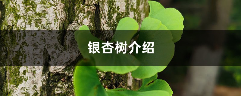 银杏树介绍 银杏树介绍