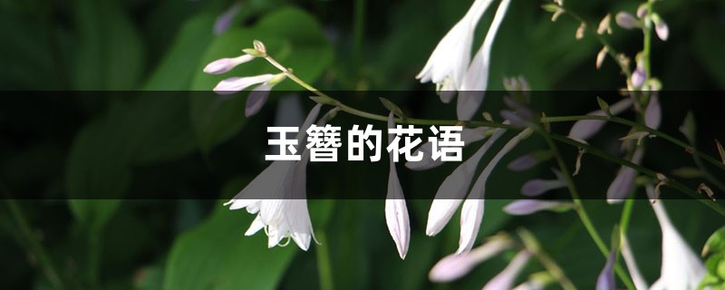 玉簪的花语和寓意 玉簪的花语和寓意