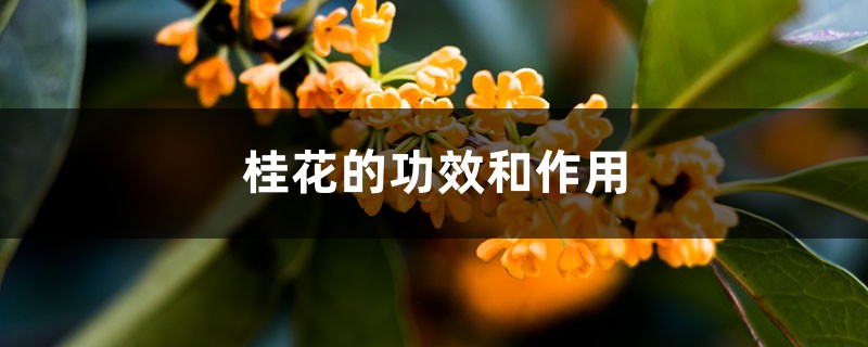 桂花的功效和作用 桂花的功效和作用
