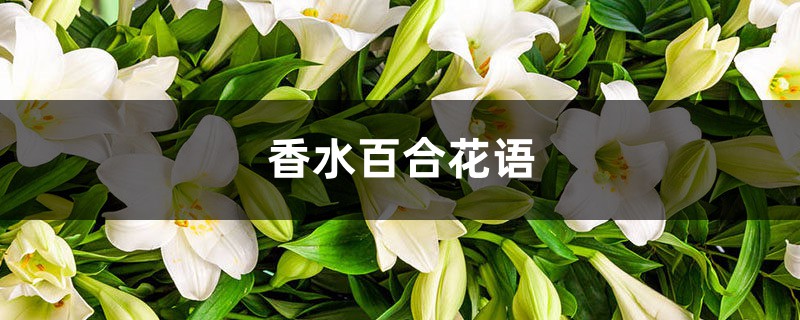 香水百合花语 香水百合花语