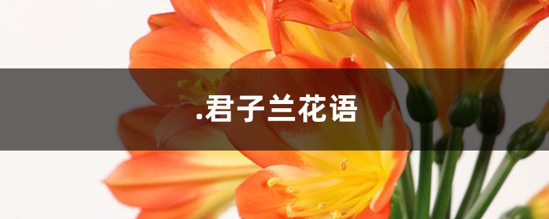 君子兰花语 君子兰花语