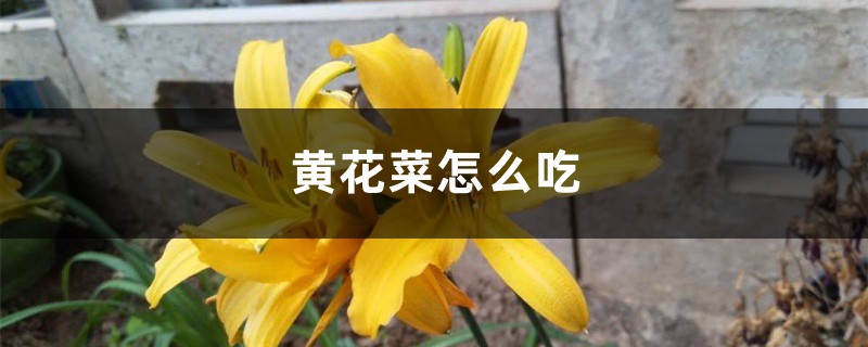 黄花菜怎么吃 黄花菜怎么吃