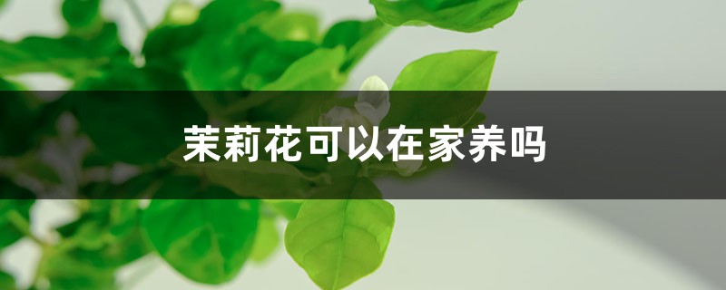 茉莉花可以在家养吗 茉莉花可以在家养吗