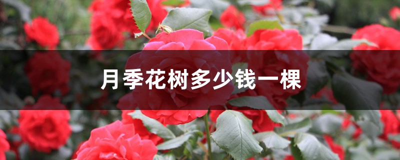 月季花树多少钱一棵 月季花树多少钱一棵