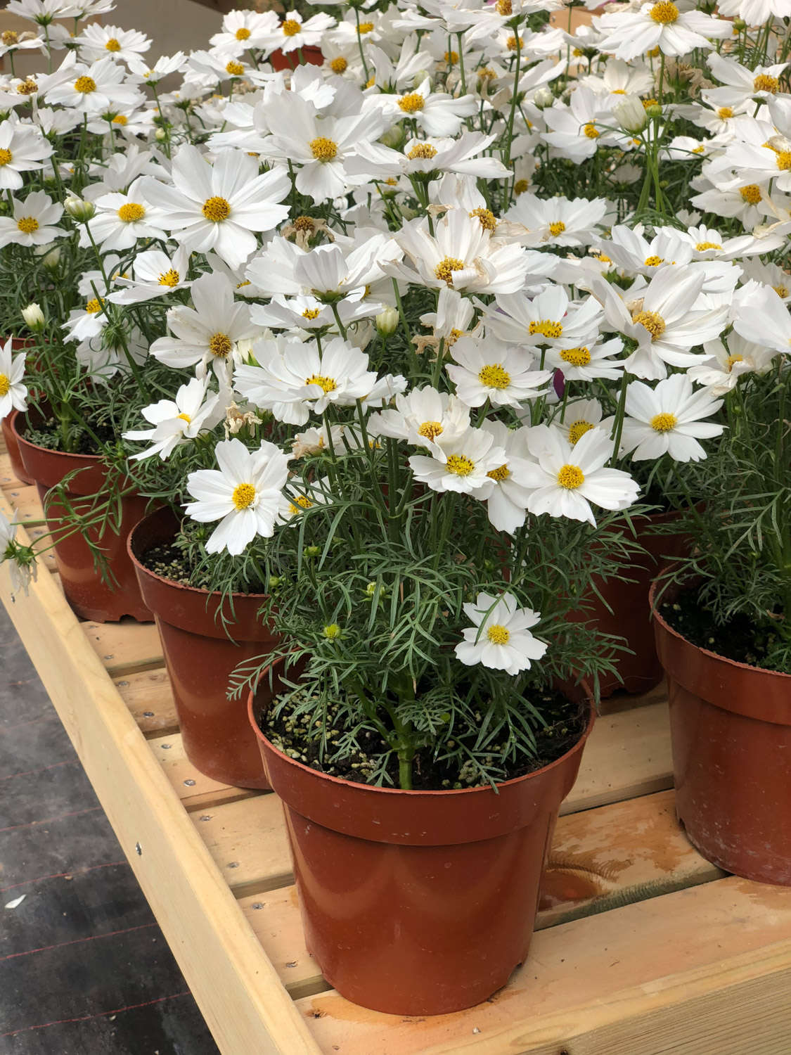 波斯菊什么时候开花 波斯菊什么时候开花