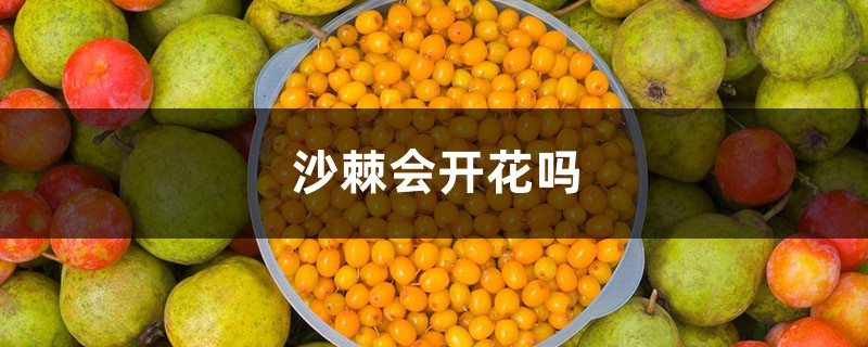 沙棘会开花吗 沙棘会开花吗