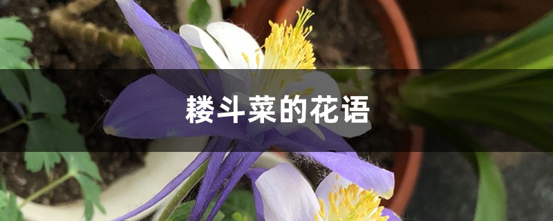 耧斗菜的花语和寓意 耧斗菜的花语和寓意