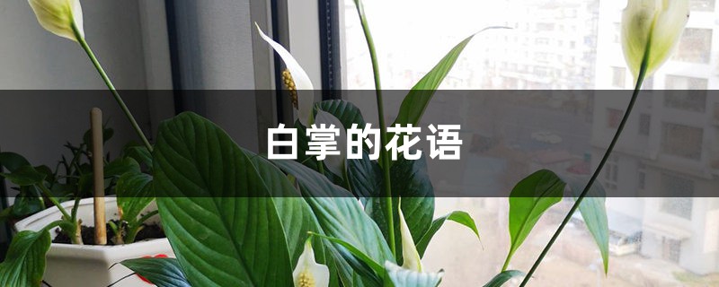 白掌的花语和寓意 白掌的花语和寓意