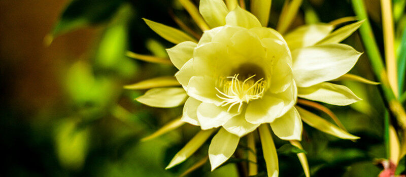 昙花的养殖方法 昙花的养殖方法