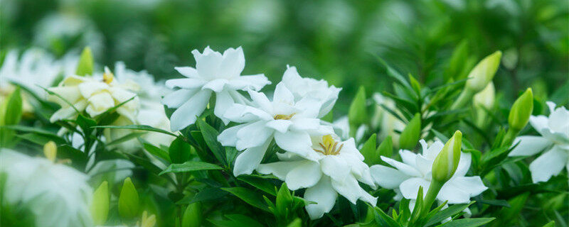 栀子花期从几月份到几月份 栀子花期从几月份到几月份