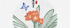 君子兰六月份换土行吗