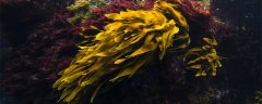 海里的植物有什么