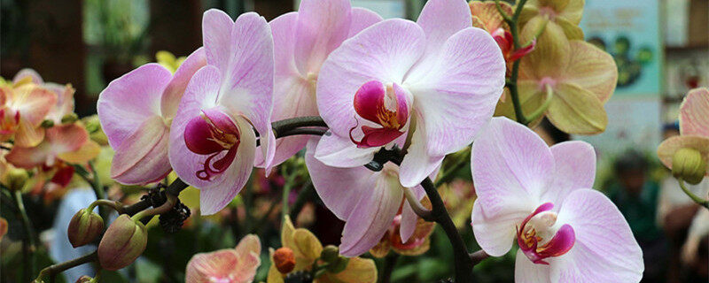 兰花是什么季节开的 兰花是什么季节开的