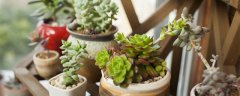 钱多多植物的养殖方法