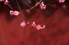 梅花的精神
