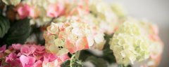 绣球花蔫了怎么回事