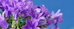 铃铛花什么时候开花