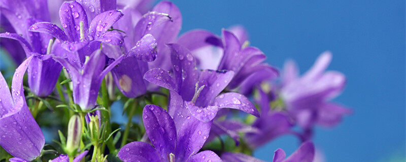 铃铛花什么时候开花 铃铛花什么时候开花